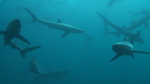 Britain's Whales and Sharks kép
