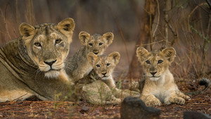 Destination Wild: India kép