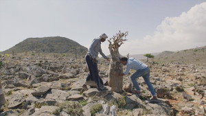 Oases in de Oriënt 1. évad Ep.1 1. epizód
