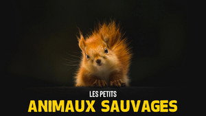 Les Petits Animaux Sauvages kép