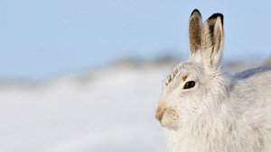 Scotland: The New Wild kép