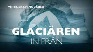 Vetenskapens värld 48. évad Ep.32 32. epizód
