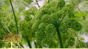 A kertész kertje 54. évad Ep.16 16. epizód
