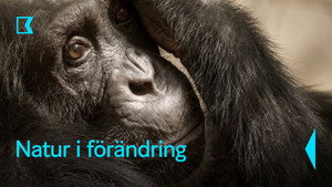 A Föld evolúciója kép