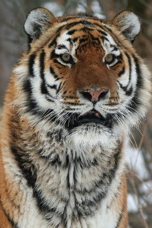 Operation Snow Tiger poszter