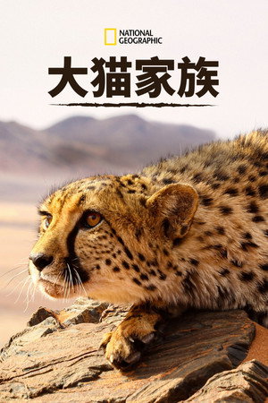 Big Cats: An Amazing Animal Family poszter