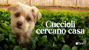 Kutyuskuckó kép