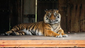 Taronga: Who's Who in the Zoo 6. évad Ep.3 3. epizód