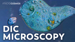 Journey to the Microcosmos kép
