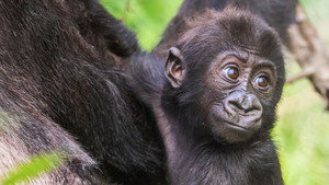 Gorillák élőben kép