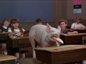 Green Acres 5. évad Ep.20 20. epizód