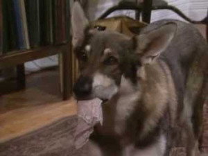 The Littlest Hobo 4. évad Ep.13 13. epizód