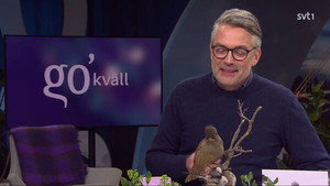 Go'kväll 49. évad Ep.69 69. epizód
