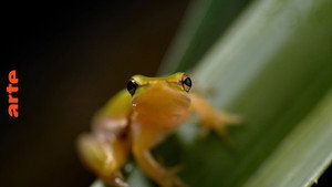 Australie : l'Odyssée Sauvage kép