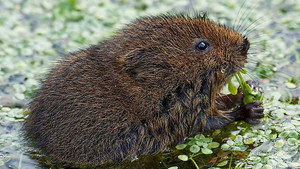 Springwatch 20. évad Ep.10 10. epizód