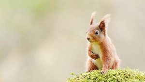 Scotland: The New Wild 1. évad Ep.2 2. epizód