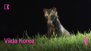 Wild Korea kép