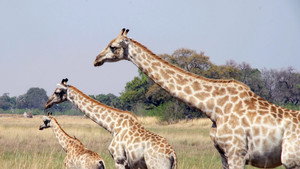 Mission : sauver le monde sauvage kép