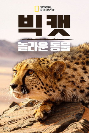 Big Cats: An Amazing Animal Family poszter