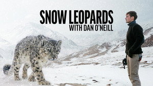 Hópárducok Dan O'Neill-lel kép