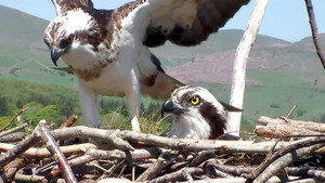 Springwatch 10. évad Ep.3 3. epizód