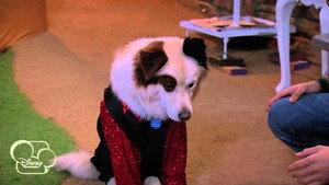 Dog with a Blog 1. évad Ep.21 21. epizód