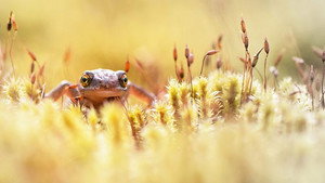 Springwatch 17. évad Ep.7 7. epizód