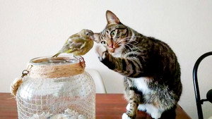 World's Funniest Animals 1. évad Ep.5 5. epizód