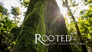 Rooted kép