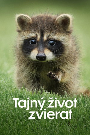 Az állatok titkos élete poszter