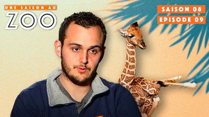 Une saison au zoo 8. évad Ep.9 9. epizód