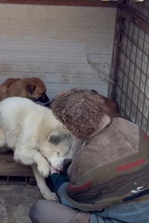 How to kill a puppy and get rich - Die Hunde Mafia poszter