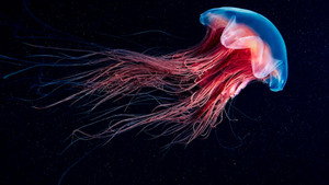 La vie en fluo kép