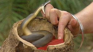 I'm a Celebrity...Get Me Out of Here! 4. évad Ep.3 3. epizód
