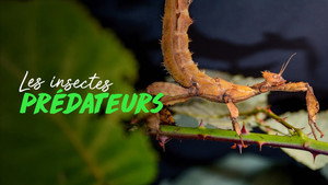 Extreme Bugs kép
