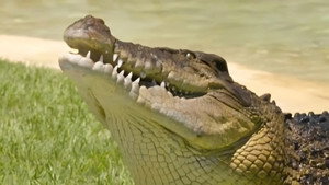 Ausztrál állatkert - Steve Irwin öröksége 3. évad Ep.12 Viharos Norman