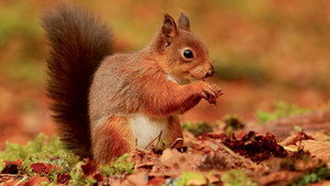 Autumnwatch 10. évad Ep.3 3. epizód