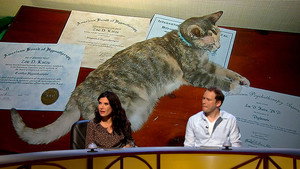 QI 8. évad Ep.15 15. epizód