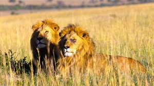 Brotherhood of Lions kép