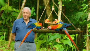 David Attenborough: Az élet színei kép