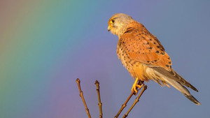 Springwatch 17. évad Ep.11 11. epizód