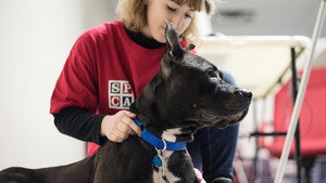 SPCA en action kép