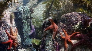 Natural World 16. évad Ep.7 7. epizód
