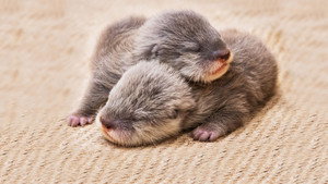 Baby Animal Cam kép