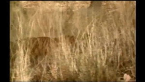 Mutual of Omaha's Wild Kingdom 26. évad Ep.4 4. epizód