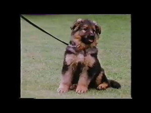 Training Dogs the Woodhouse Way 1. évad Ep.8 8. epizód