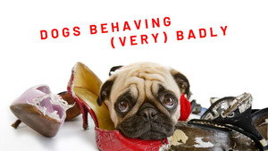 Dogs Behaving (Very) Badly Australia kép