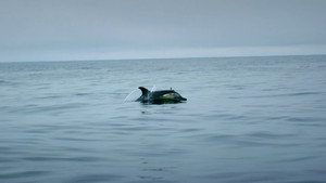 Ireland's Deep Atlantic kép