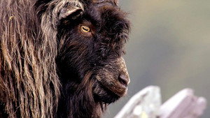 Wales: A vadak földje kép