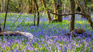 Springwatch 19. évad Ep.11 11. epizód